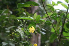 Abutilon persicum